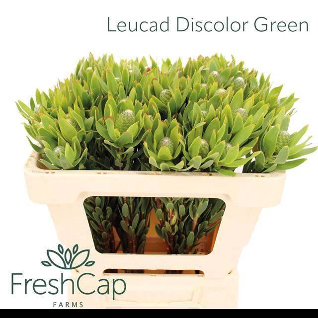 <h4>LEUCAD DISCOLOR</h4>