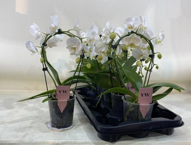<h4>PHAL OV WIT</h4>