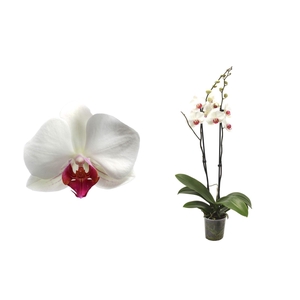 Phal Wit Red Lip 2T14+