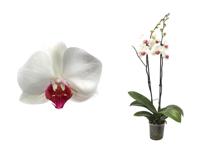 <h4>Phal Wit Red Lip 2T14+</h4>