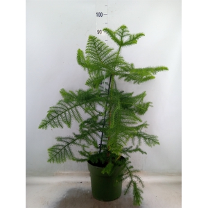Araucaria heterophylla