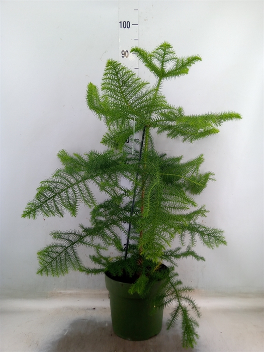 <h4>Araucaria heterophylla</h4>