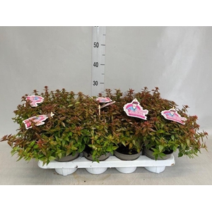 Abelia   ...