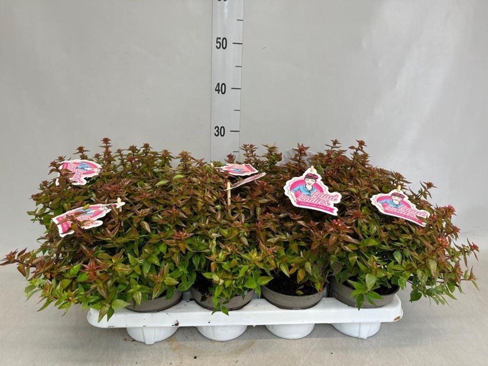 <h4>Abelia ...</h4>