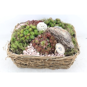 arr4 Semp PL - Mand 4kant naturel XL