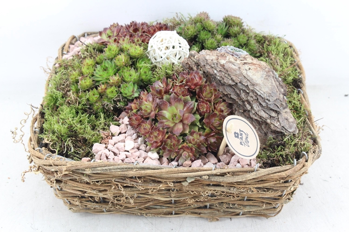 <h4>arr4 Semp PL - Mand 4kant naturel XL</h4>