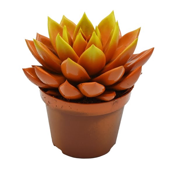 <h4>Echeveria bicoloured orange/yellow</h4>