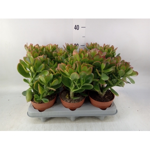 Crassula ovata 'Sunset'