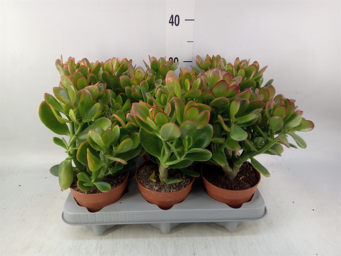 <h4>Crassula ovata 'Sunset'</h4>