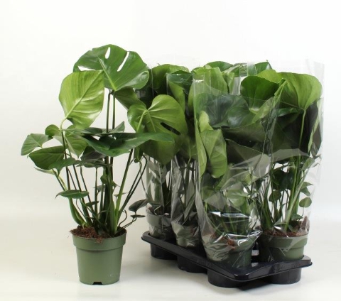 Monstera deliciosa 17Ø 70cm 3pp