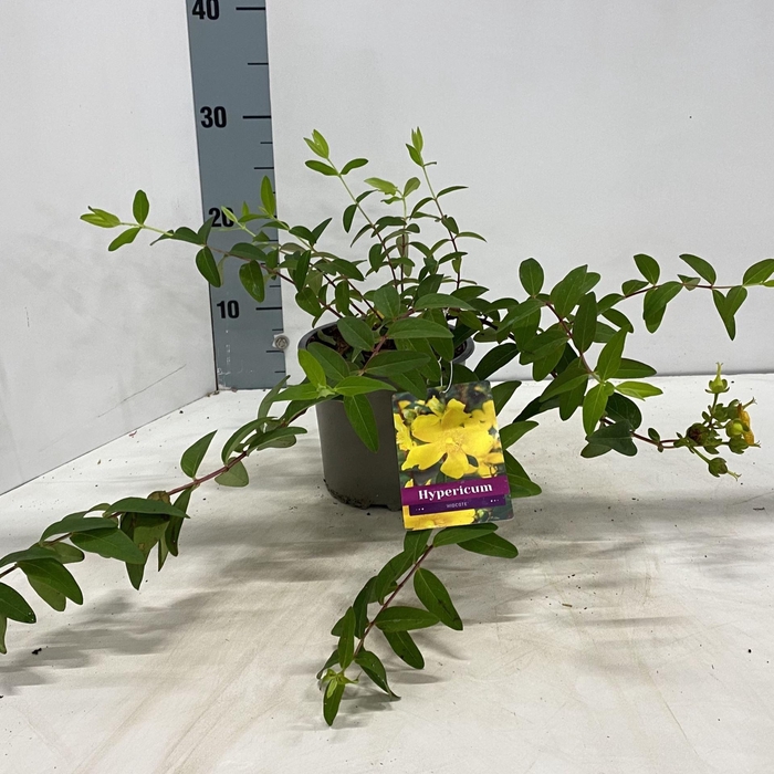 <h4>Hypericum Hidcote</h4>