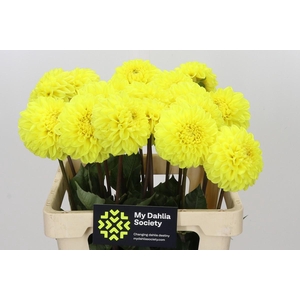 Dahlia Yellow Symphony
