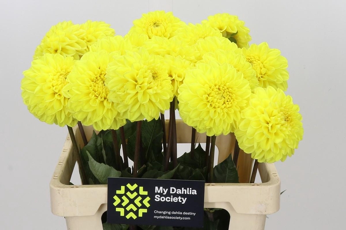 <h4>Dahlia Yellow Symphony</h4>
