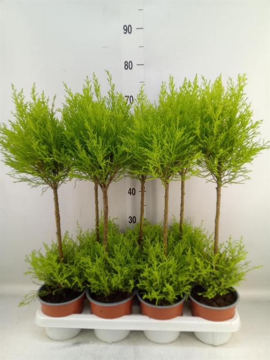 <h4>Cupressus macro. 'Goldcrest Wilma'</h4>