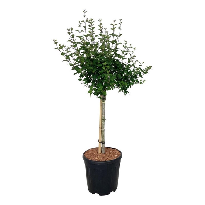 <h4>Syringa BLOOMERANG® 'Pink Perfume'</h4>