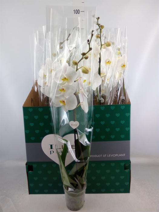 <h4>Phalaenopsis   ...white</h4>