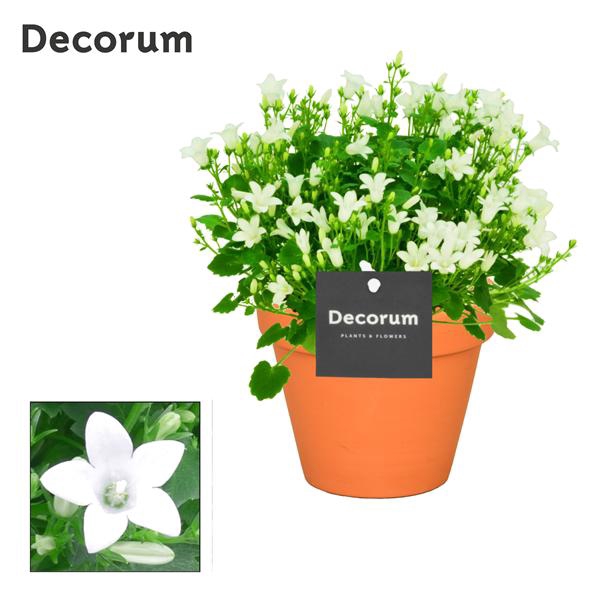<h4>Campanula Porto White Decorum Patio Pot</h4>