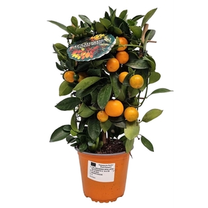 Citrus Calamondin Grafted Trellis