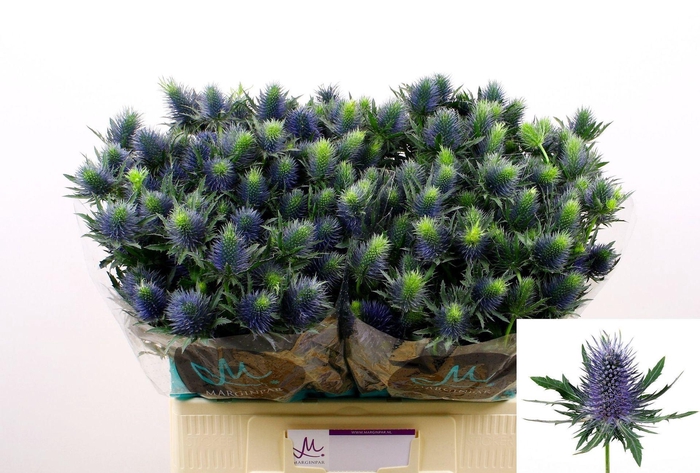 <h4>ERYNGIUM  'SUPERNOVA'</h4>