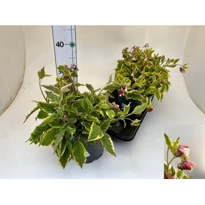 SYMPHYT GR GOLDSMITH