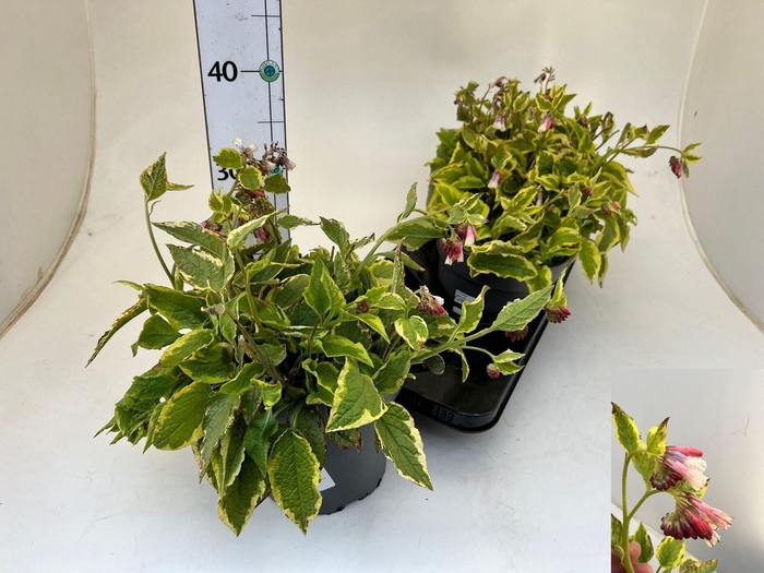 <h4>SYMPHYT GR GOLDSMITH</h4>