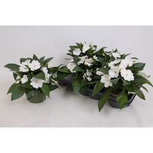 IMPAT PETTIC WHITE
