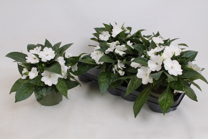 <h4>IMPAT PETTIC WHITE</h4>