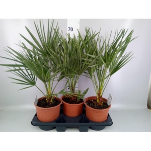 Chamaerops humilis