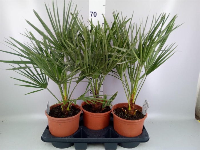 <h4>Chamaerops humilis</h4>