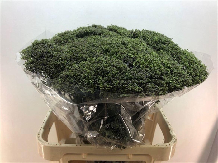 <h4>TRACH BLUE SHINE</h4>