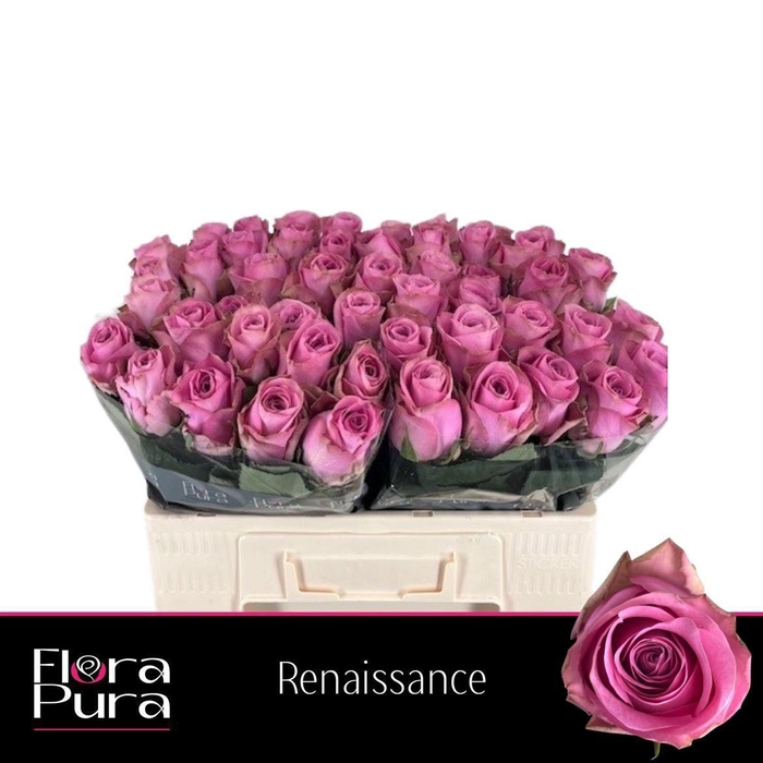 <h4>Rosa a grande fleur Renaissance</h4>