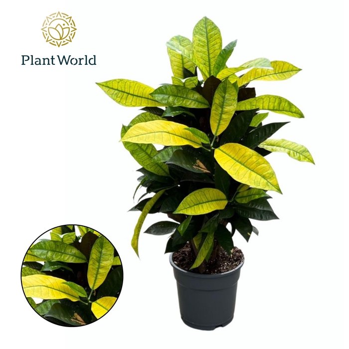 <h4>Croton Mrs. Iceton vertakt</h4>