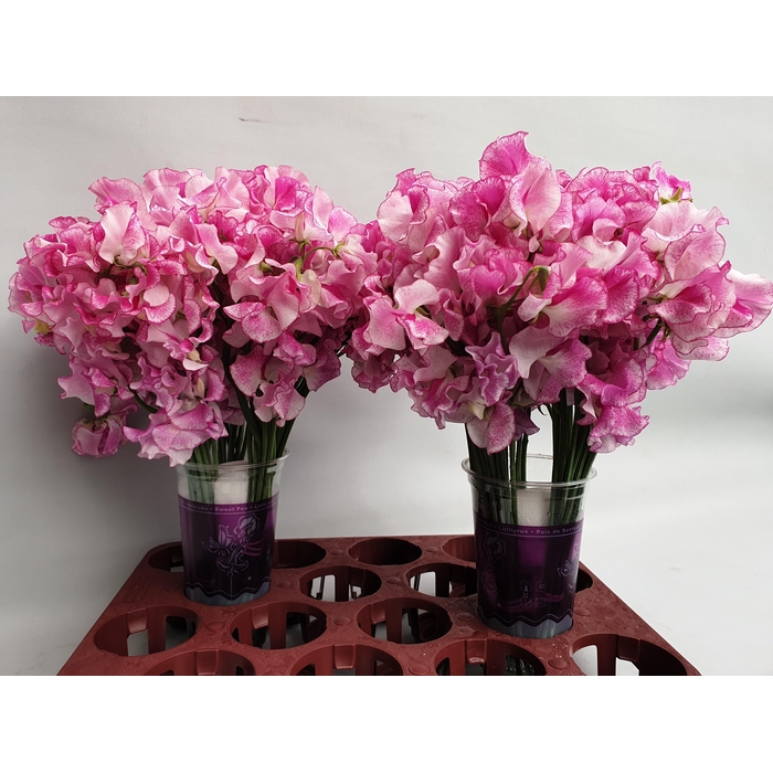 <h4>Lathyr Rose Wedding</h4>