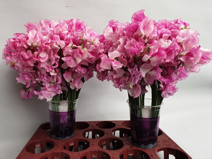 <h4>LATHYR ROSE WEDDING</h4>