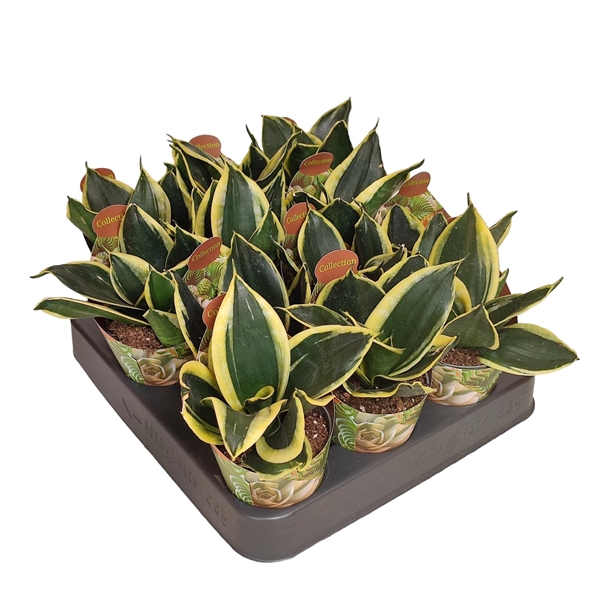 <h4>SANSEVIERIA TRIFASCIATA 'JADE PAGODA' - POT Ø 6,5 - COLLECTION WITH POTCOVER (SUCCULENTEN)</h4>