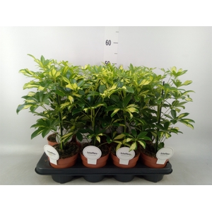 Schefflera arbor. 'Gerda'