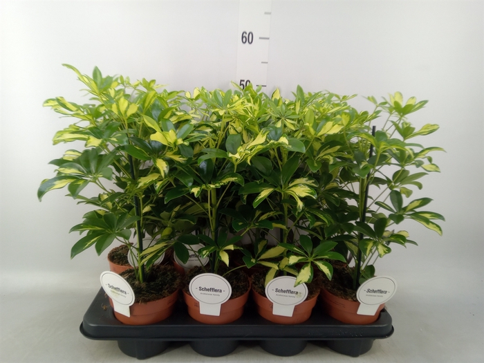 <h4>Schefflera arbor. 'Gerda'</h4>