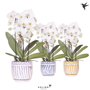 Kolibri Orchids Phalaenopsis Cascade Niagara Fall white 3 spike in Granada pot mix