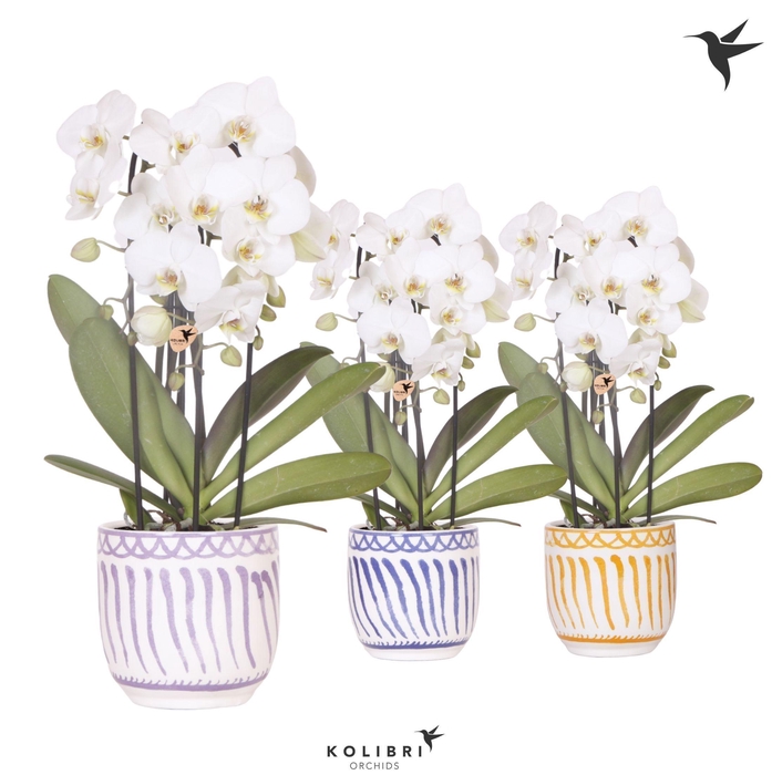 <h4>Kolibri Orchids Phalaenopsis Cascade Niagara Fall white 3 spike in Granada pot mix</h4>