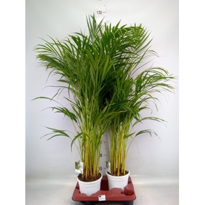 Dypsis lutescens   ...Chrysalidoca