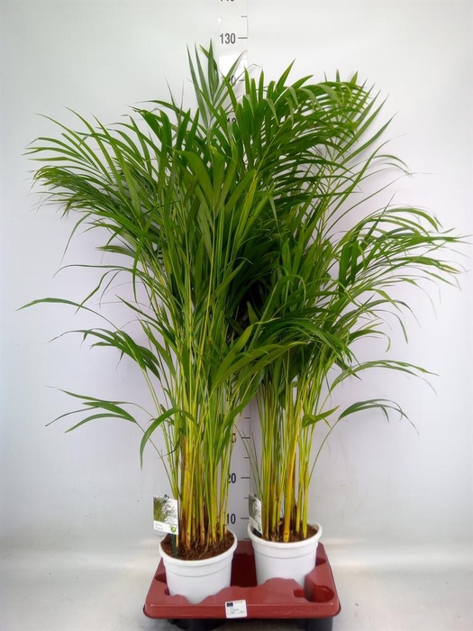 <h4>Dypsis lutescens   ...Chrysalidoca</h4>