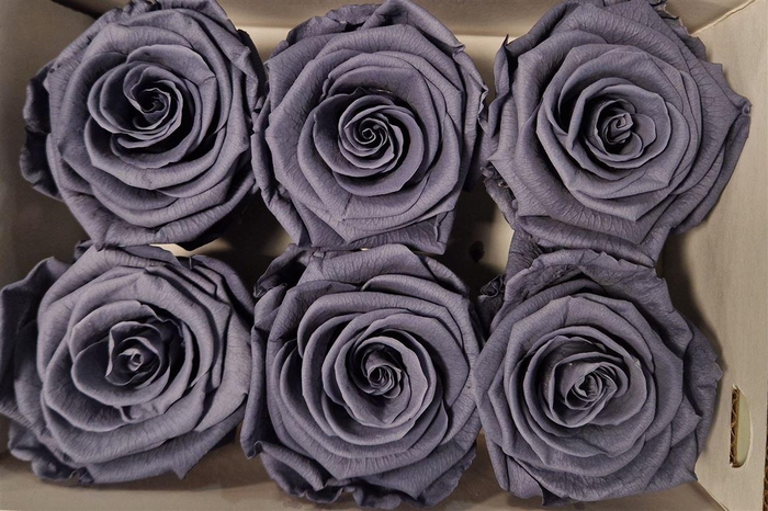 <h4>Ro Pres Classic Graphite</h4>