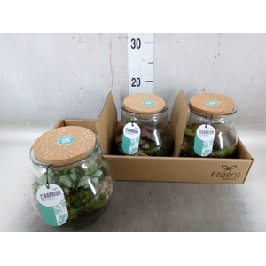 Arr.   Planten L%