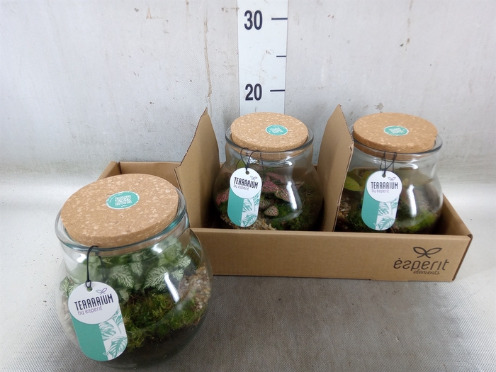 <h4>Arr.   Planten L%</h4>