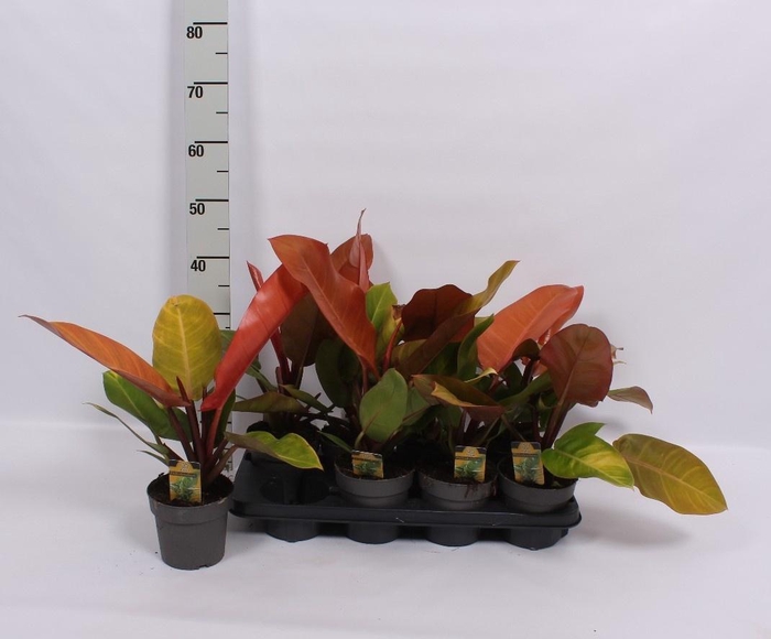 <h4>PHIL OVERIG</h4>