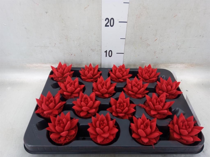 <h4>Echeveria  'Miranda'</h4>