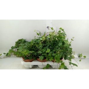 Hedera helix 'Brigitte'