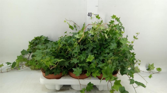 <h4>Hedera helix 'Brigitte'</h4>