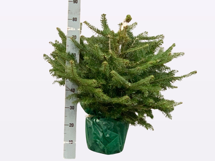 <h4>ABIES NORDMANNIANA</h4>