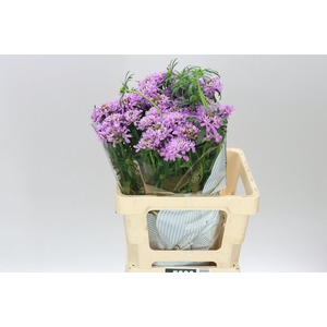 Scabiosa Atr Fabienne